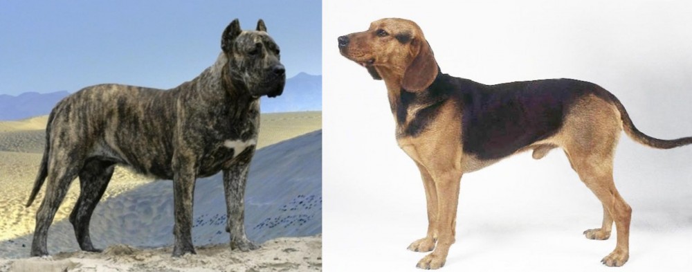 Serbian Hound vs Presa Canario - Breed Comparison