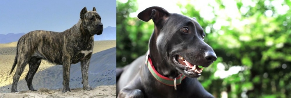 Shepard Labrador vs Presa Canario - Breed Comparison