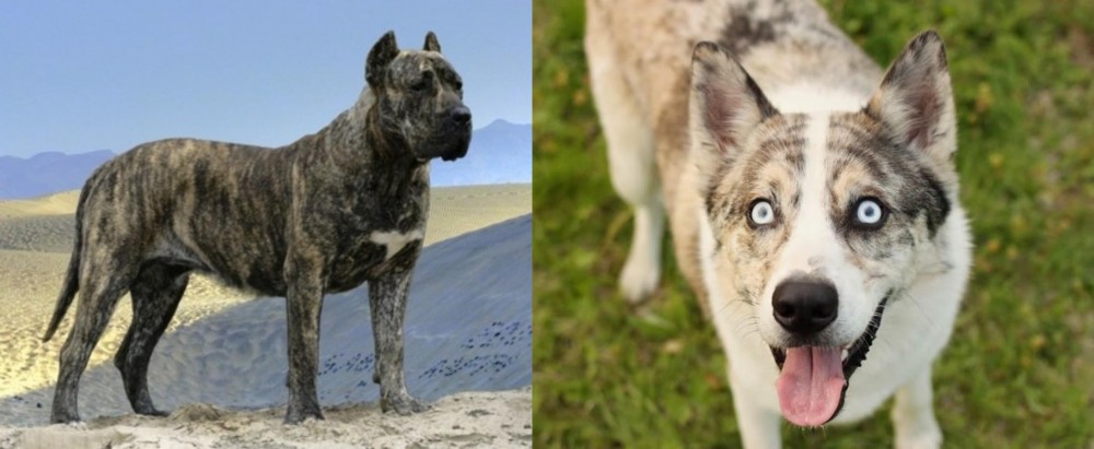 Shepherd Husky vs Presa Canario - Breed Comparison