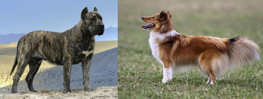 Shetland Sheepdog vs Presa Canario - Breed Comparison