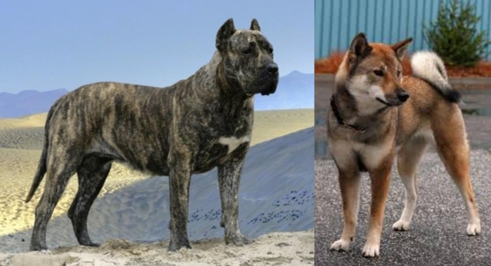 Shikoku vs Presa Canario - Breed Comparison