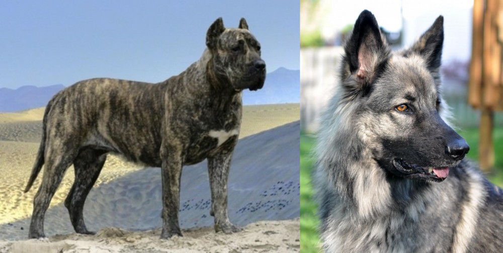 Shiloh Shepherd vs Presa Canario - Breed Comparison