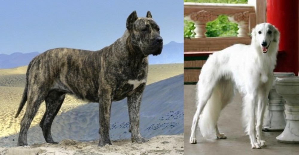 Silken Windhound vs Presa Canario - Breed Comparison