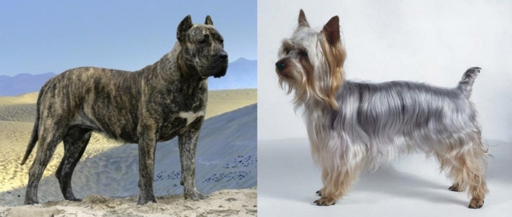 Silky Terrier vs Presa Canario - Breed Comparison