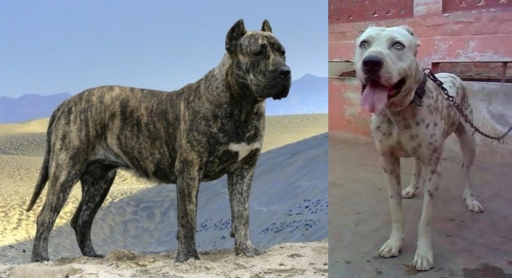 Sindh Mastiff vs Presa Canario - Breed Comparison