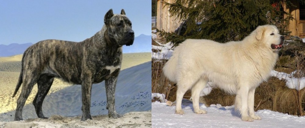 Slovak Cuvac vs Presa Canario - Breed Comparison