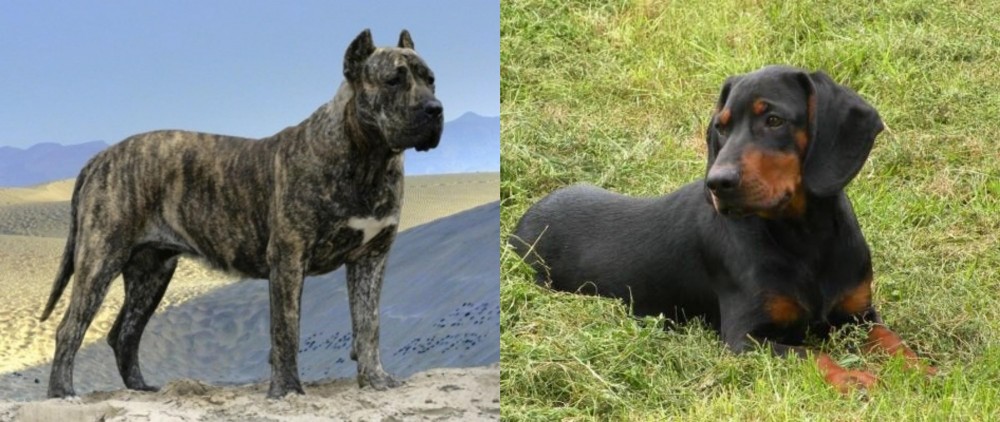 Slovakian Hound vs Presa Canario - Breed Comparison