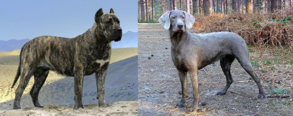 Slovensky Hrubosrsty Stavac vs Presa Canario - Breed Comparison
