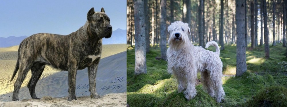 Soft-Coated Wheaten Terrier vs Presa Canario - Breed Comparison