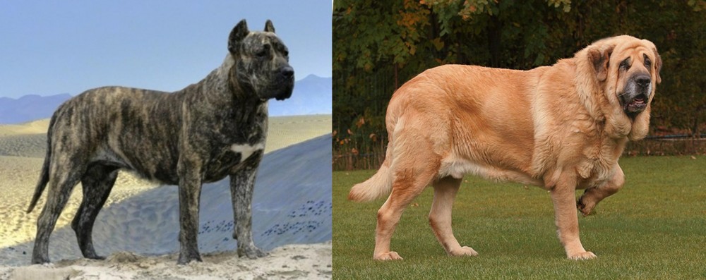 Spanish Mastiff vs Presa Canario - Breed Comparison