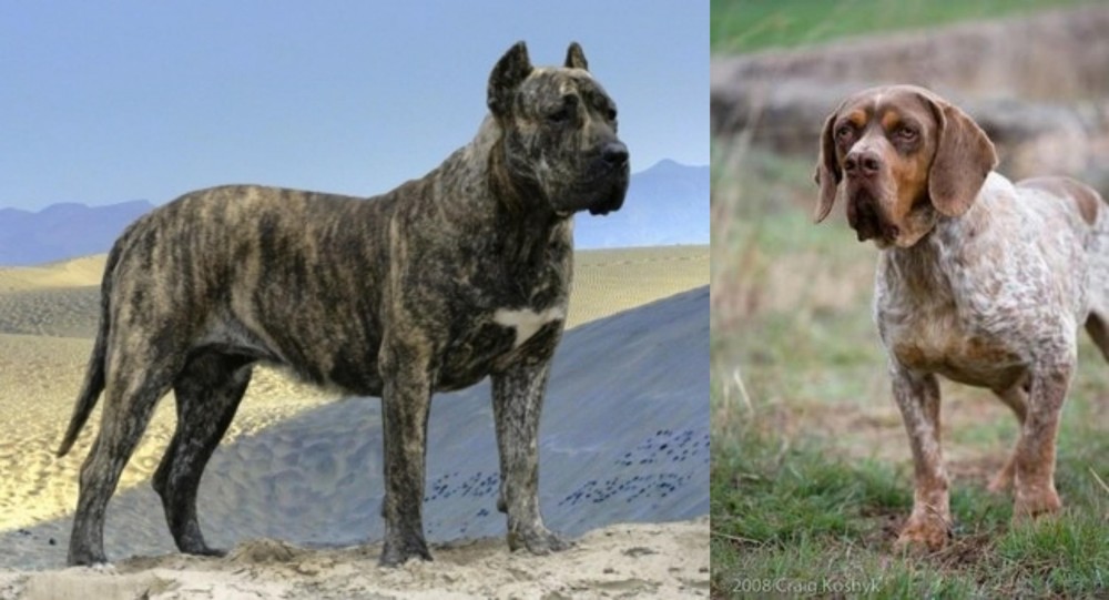 Spanish Pointer vs Presa Canario - Breed Comparison
