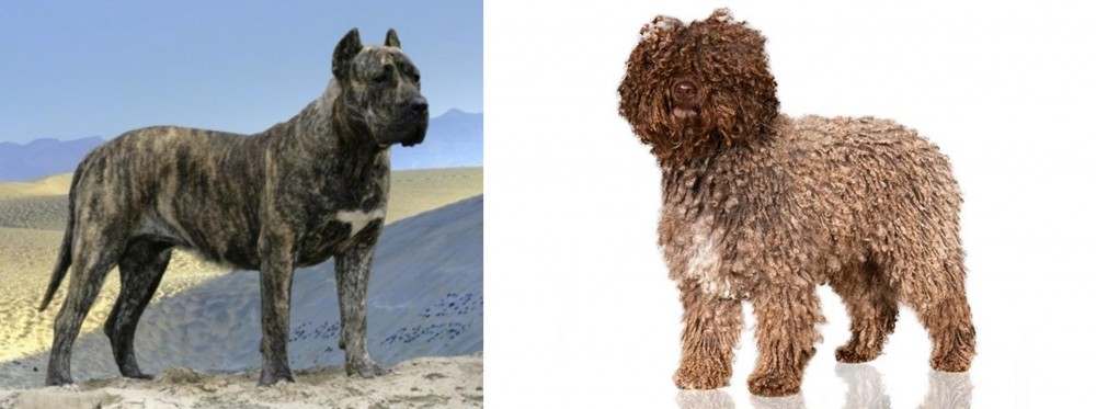 Spanish Water Dog vs Presa Canario - Breed Comparison