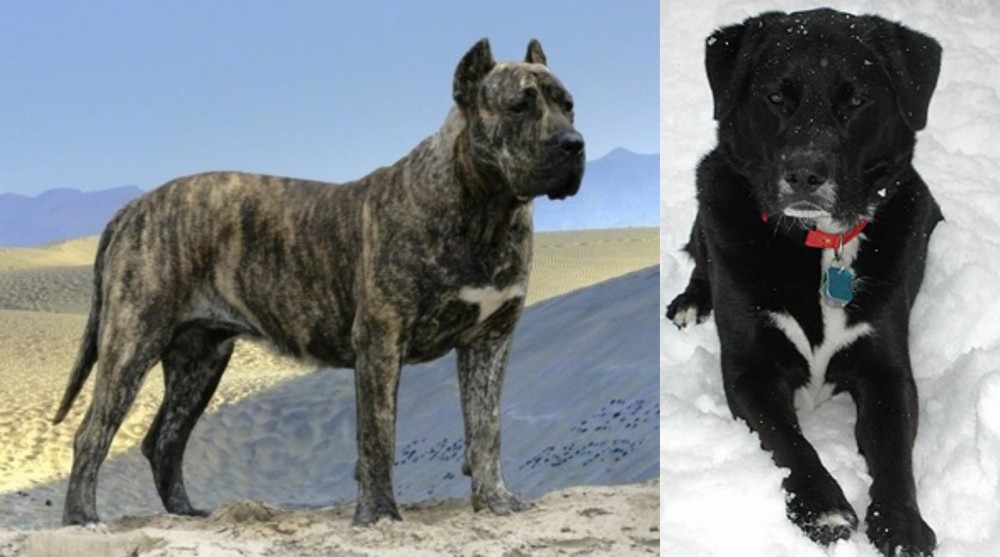St. John's Water Dog vs Presa Canario - Breed Comparison