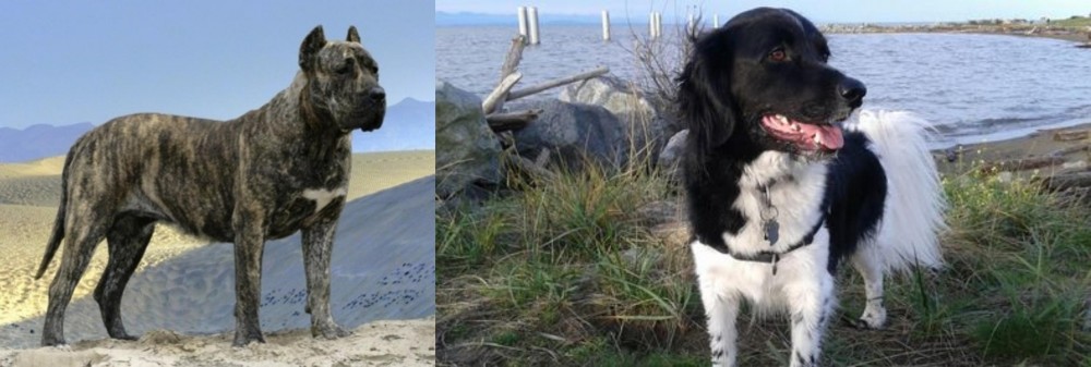 Stabyhoun vs Presa Canario - Breed Comparison