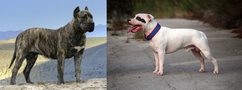 Staffordshire Bull Terrier vs Presa Canario - Breed Comparison