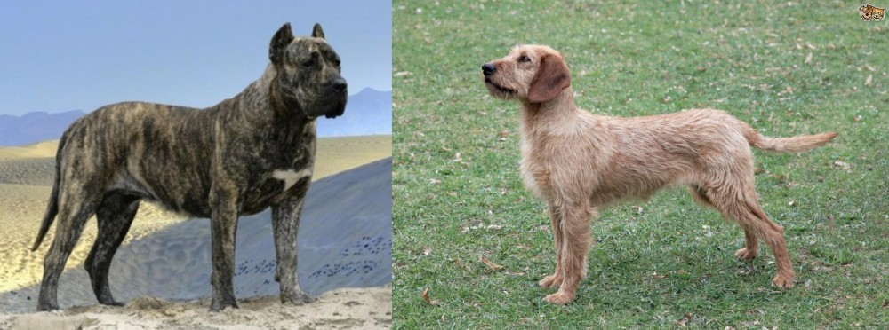 Styrian Coarse Haired Hound vs Presa Canario - Breed Comparison