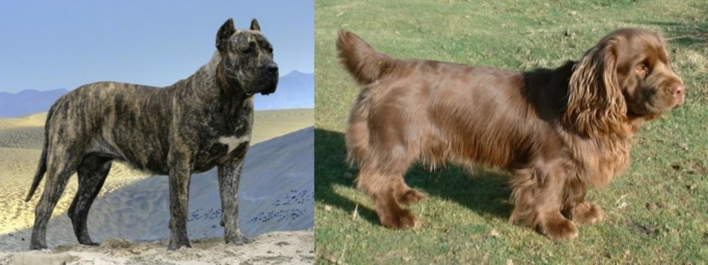 Sussex Spaniel vs Presa Canario - Breed Comparison