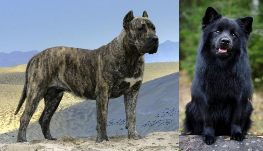 Swedish Lapphund vs Presa Canario - Breed Comparison