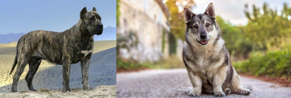 Swedish Vallhund vs Presa Canario - Breed Comparison