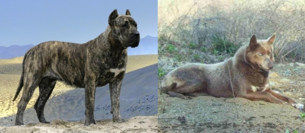 Tahltan Bear Dog vs Presa Canario - Breed Comparison