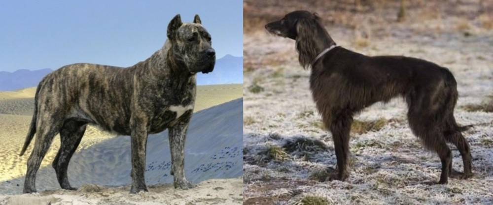 Taigan vs Presa Canario - Breed Comparison