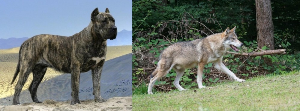 Tamaskan vs Presa Canario - Breed Comparison