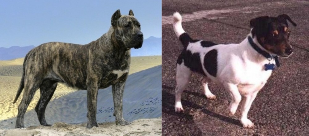 Teddy Roosevelt Terrier vs Presa Canario - Breed Comparison