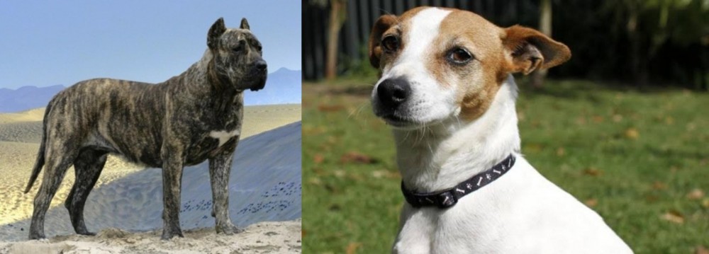 Tenterfield Terrier vs Presa Canario - Breed Comparison