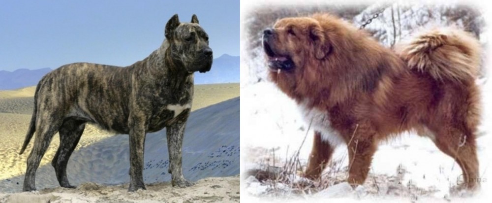 Tibetan Kyi Apso vs Presa Canario - Breed Comparison