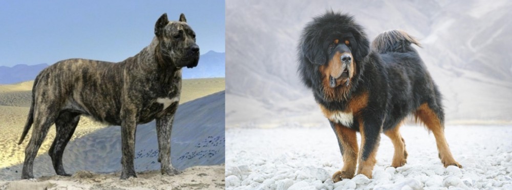 Tibetan Mastiff vs Presa Canario - Breed Comparison