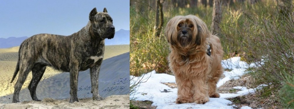 Tibetan Terrier vs Presa Canario - Breed Comparison