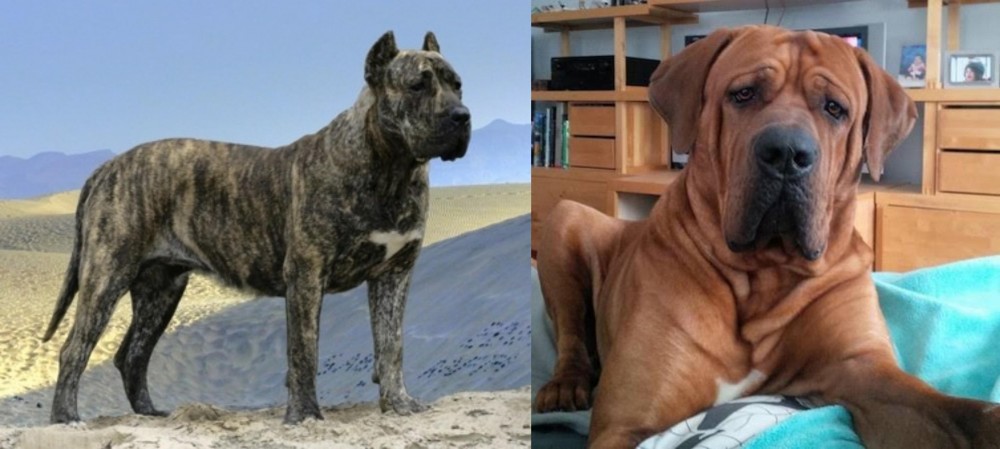 Tosa vs Presa Canario - Breed Comparison