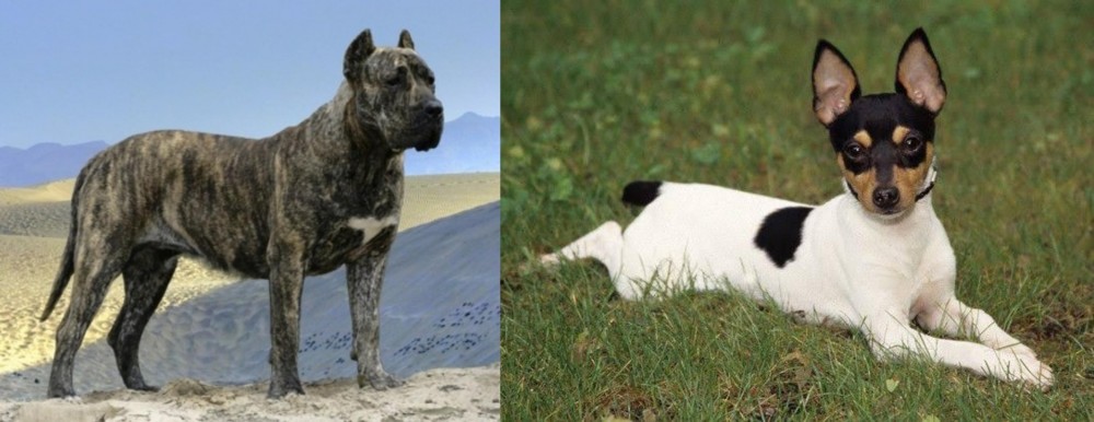 Toy Fox Terrier vs Presa Canario - Breed Comparison
