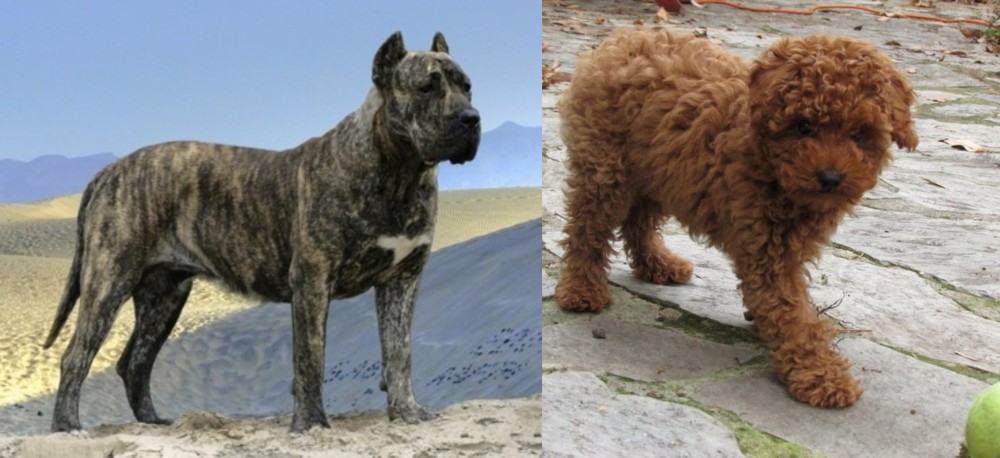 Toy Poodle vs Presa Canario - Breed Comparison