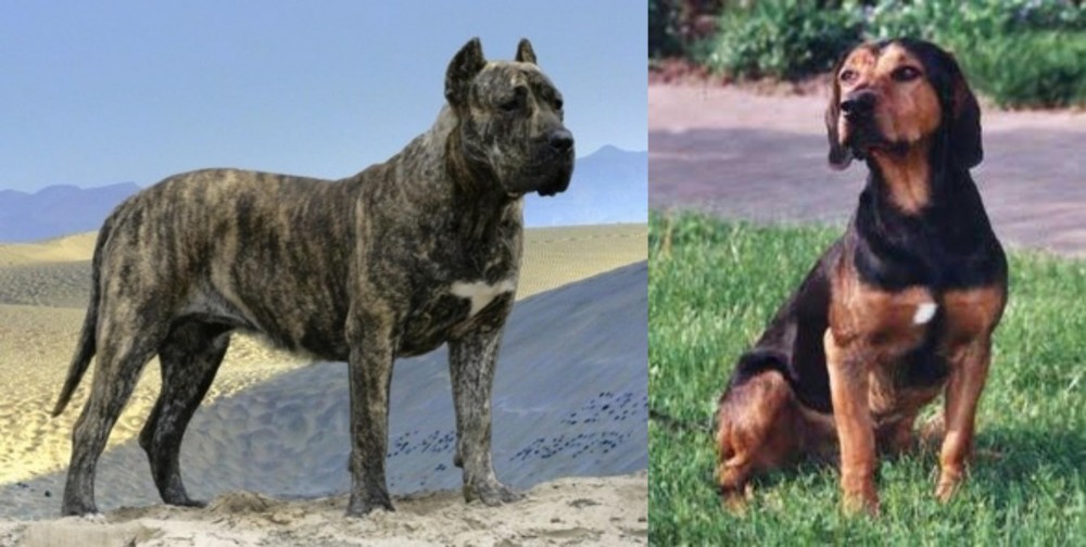 Tyrolean Hound vs Presa Canario - Breed Comparison