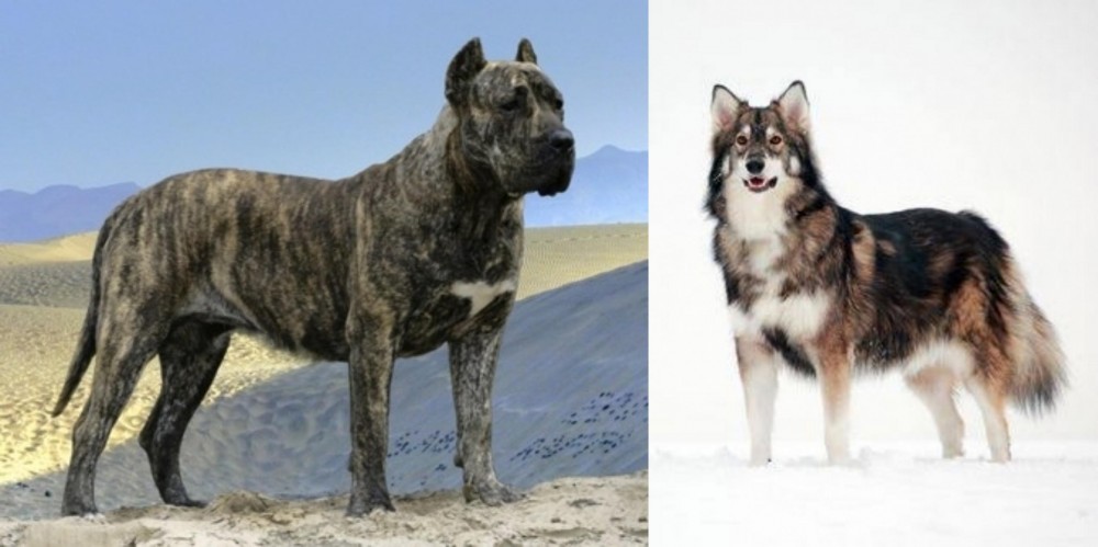 Utonagan vs Presa Canario - Breed Comparison
