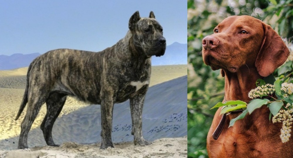 Vizsla vs Presa Canario - Breed Comparison