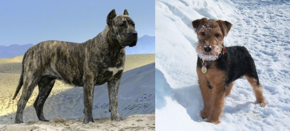 Welsh Terrier vs Presa Canario - Breed Comparison