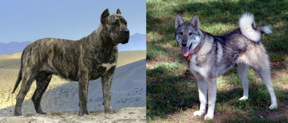 West Siberian Laika vs Presa Canario - Breed Comparison