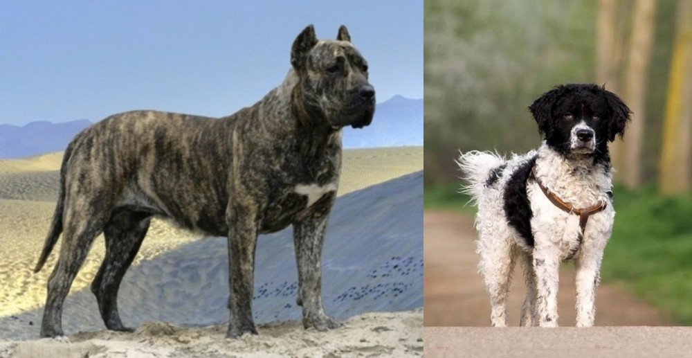 Wetterhoun vs Presa Canario - Breed Comparison
