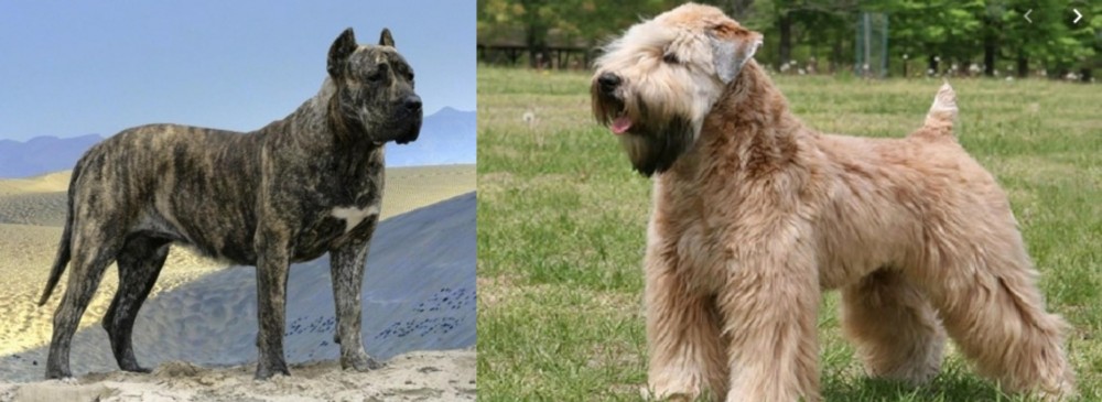 Wheaten Terrier vs Presa Canario - Breed Comparison