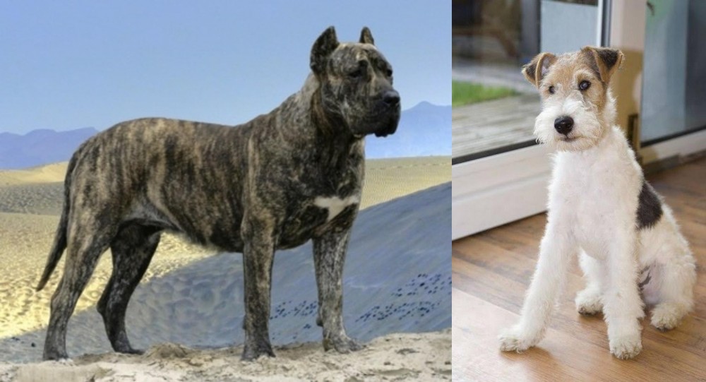 Wire Fox Terrier vs Presa Canario - Breed Comparison
