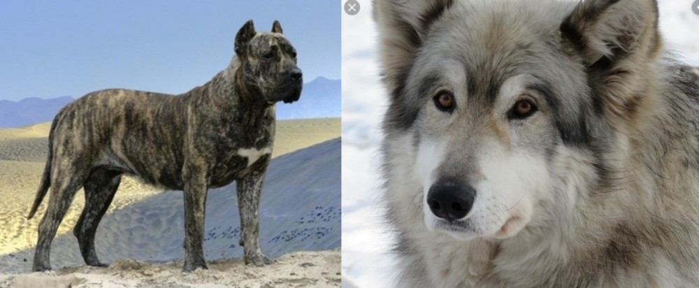 Wolfdog vs Presa Canario - Breed Comparison