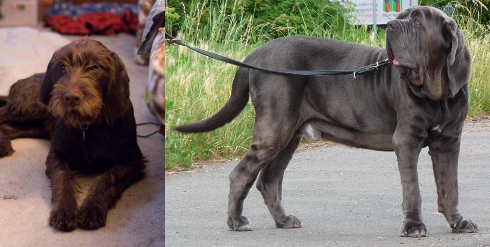 Neapolitan Mastiff vs Pudelpointer - Breed Comparison