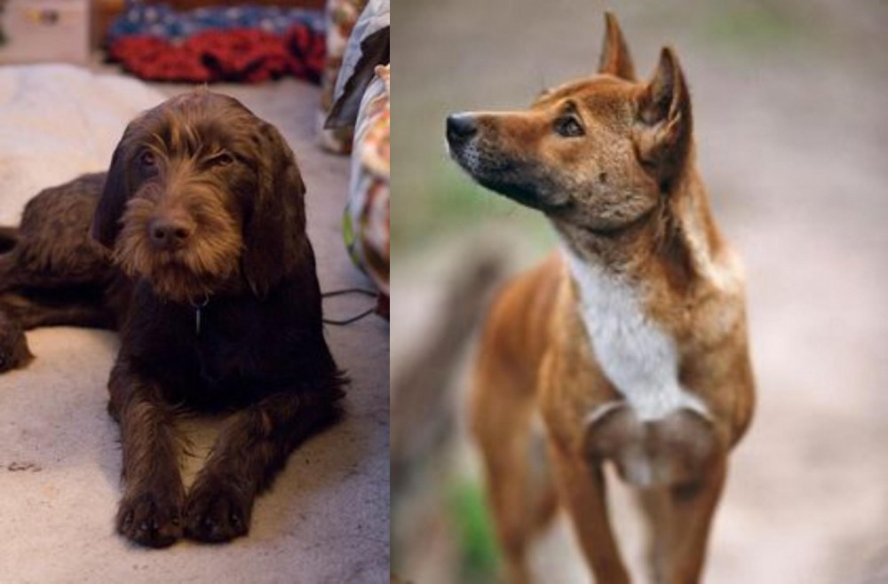 New Guinea Singing Dog vs Pudelpointer - Breed Comparison