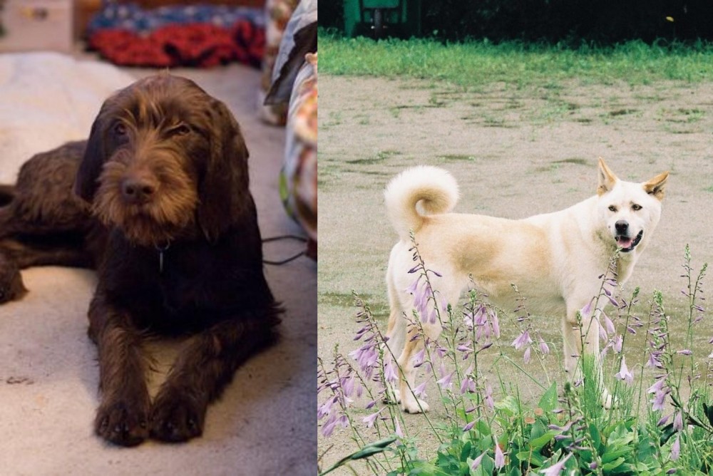 Pungsan Dog vs Pudelpointer - Breed Comparison