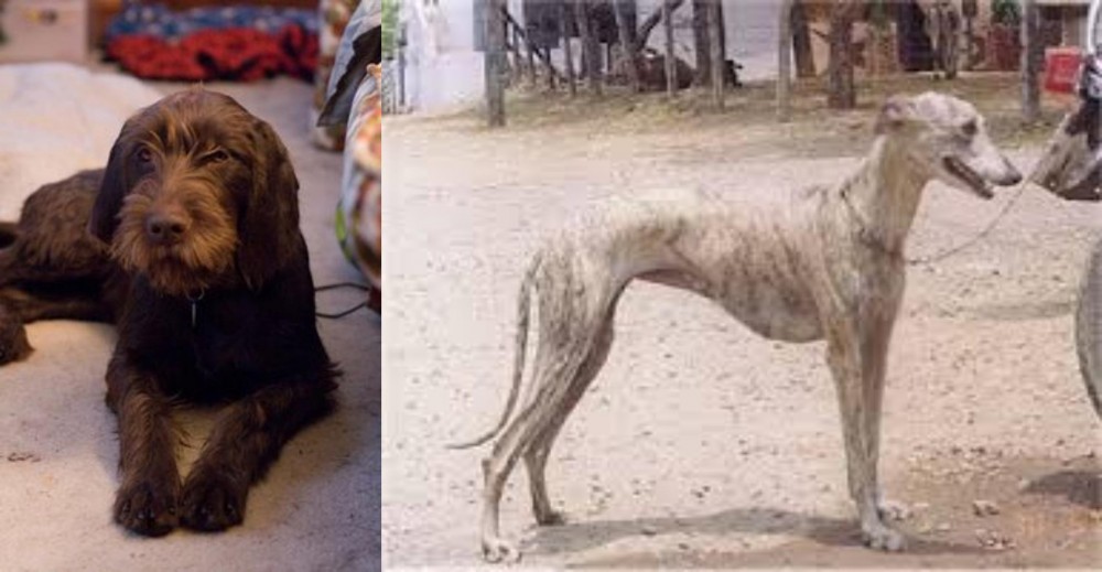 Rampur Greyhound vs Pudelpointer - Breed Comparison