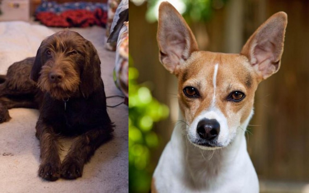 Rat Terrier vs Pudelpointer - Breed Comparison