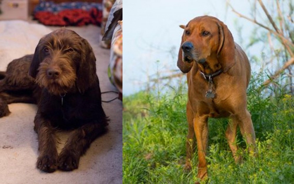 Redbone Coonhound vs Pudelpointer - Breed Comparison