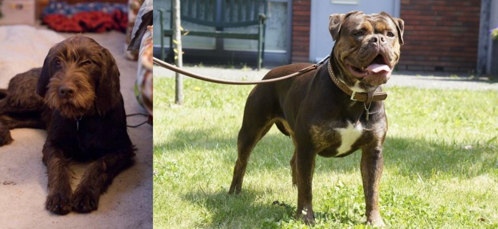 Renascence Bulldogge vs Pudelpointer - Breed Comparison